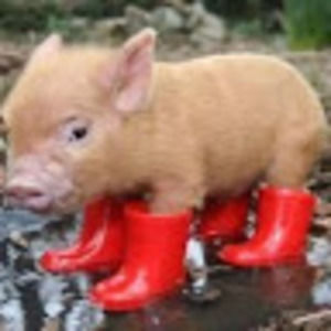 Meet your Posher, Samantha